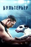 Постер Бультерьер