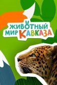 Постер Животный мир Кавказа